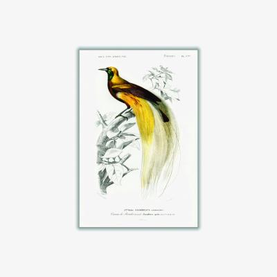 Wolf & Badger Yellow / Orange Paradisaea Apoda Extra Small Stanley Print House