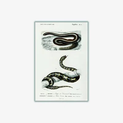Wolf & Badger Black Eryx And The Red Tailed Boa Print A4 210 X 297Mm Stanley Print House