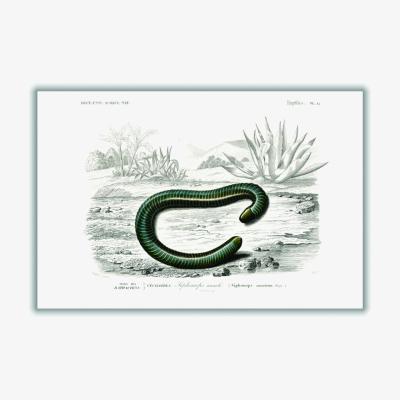 Wolf & Badger Black Ringed Caecilian A4 210 X 297Mm Stanley Print House