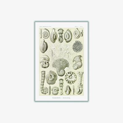 Wolf & Badger Neutrals Talamophora-Kammerlinge By Ernst Haeckel A4 210 X 297Mm Stanley Print House