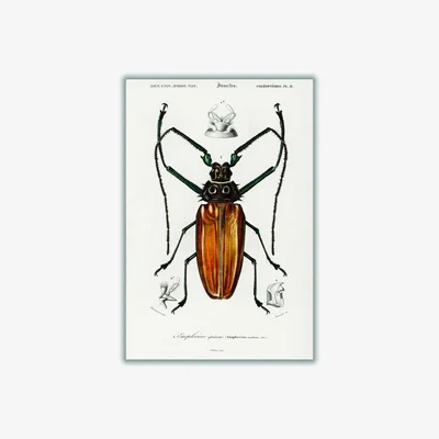 Wolf & Badger Brown Enoplocerus Armillatus Small Stanley Print House
