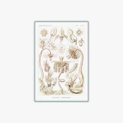 Wolf & Badger Rose Gold Diatomea-Schachtellinge I By Ernst Haeckel A1 594 X 841Mm Stanley Print House
