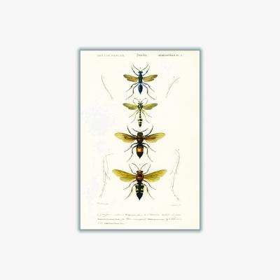 Wolf & Badger Neutrals Natural History - Different Types Of Wasps Medium Stanley Print House