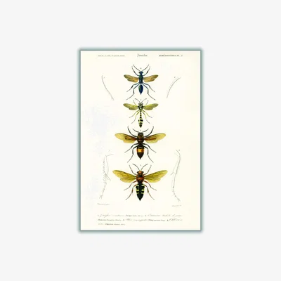 Wolf & Badger Neutrals Natural History - Different Types Of Wasps Medium Stanley Print House