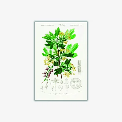 Wolf & Badger Green Ribes Aureum Medium Stanley Print House