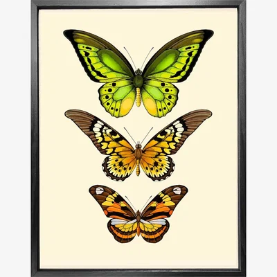 Wolf & Badger 'Antique Tropical Butterflies Vi' Fine Art Print A3 Emily Carter