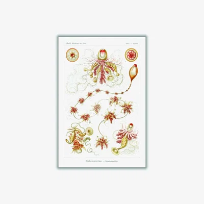 Wolf & Badger Yellow / Orange Siphonophorae-Staatsquallen Iii By Ernst Haeckel A2 420 X 594Mm Stanley Print House