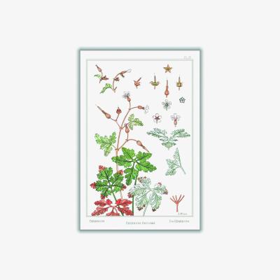 Wolf & Badger Geranium Sauvage Print By Maurice Pillard Verneuil A2 420 X 594Mm Stanley Print House