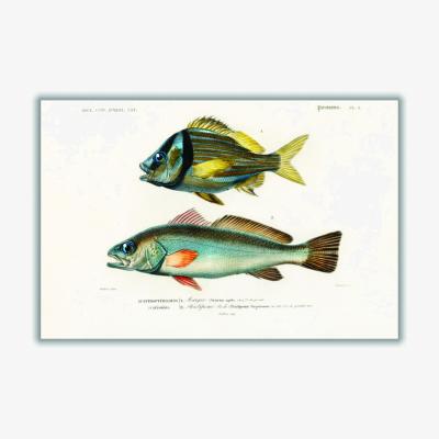Wolf & Badger Porkfish A4 210 X 297Mm Stanley Print House
