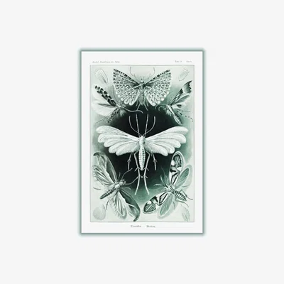Wolf & Badger Grey Tineida-Motten By Ernst Haeckel Extra Large Stanley Print House