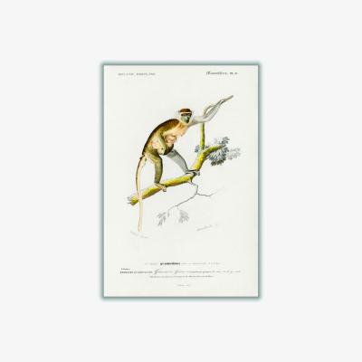 Wolf & Badger Brown Cercopithecus Griseus Print A1 594 X 841Mm Stanley Print House