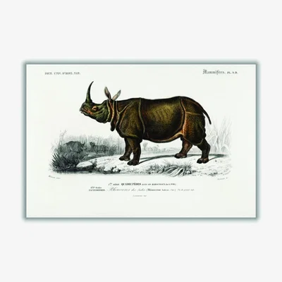 Wolf & Badger Brown Indian Rhinoceros A4 210 X 297Mm Stanley Print House