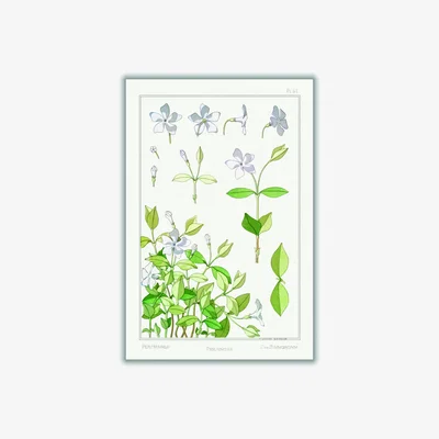 Wolf & Badger Green Pervenche Periwinkle By Maurice Pillard Verneuil A2 420 X 594Mm Stanley Print House
