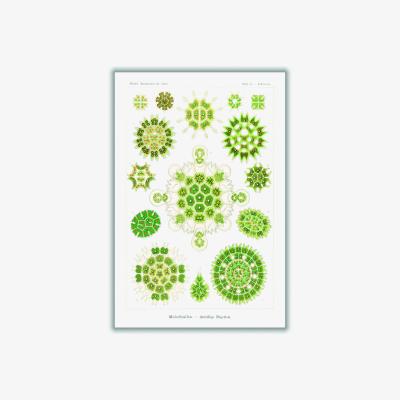 Wolf & Badger Green Melethallia-Gesellige Algetten By Ernst Haeckel A1 594 X 841Mm Stanley Print House