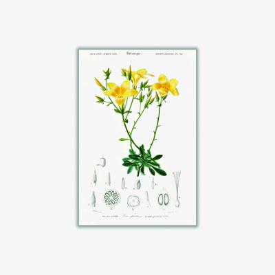 Wolf & Badger Yellow / Orange Yellow Flax Extra Small Stanley Print House