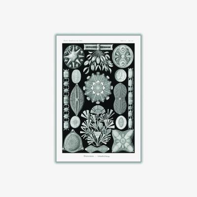 Wolf & Badger Black Diatomea-Schachtellinge By Ernst Haeckel A2 420 X 594Mm Stanley Print House