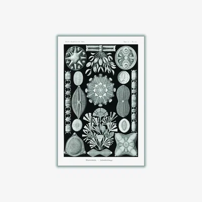 Wolf & Badger Black Diatomea-Schachtellinge By Ernst Haeckel A2 420 X 594Mm Stanley Print House