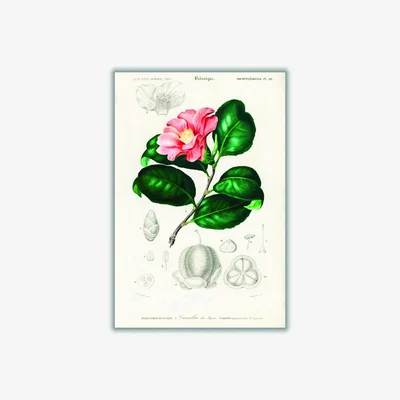 Wolf & Badger Camellia Japonica Print A2 420 X 594Mm Stanley Print House