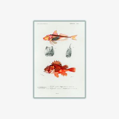 Wolf & Badger Yellow / Orange Natural History - Different Types Of Fish 3 Medium Stanley Print House