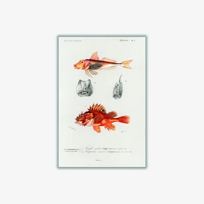 Wolf & Badger Yellow / Orange Natural History - Different Types Of Fish 3 Medium Stanley Print House
