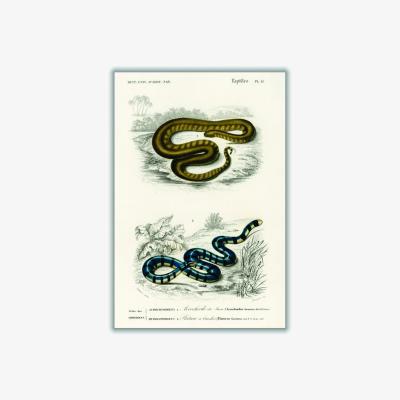 Wolf & Badger Natural History - Different Types Of Snakes 2 A4 210 X 297Mm Stanley Print House