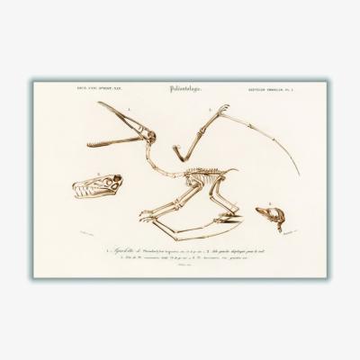 Wolf & Badger Neutrals Pterosaur Medium Stanley Print House