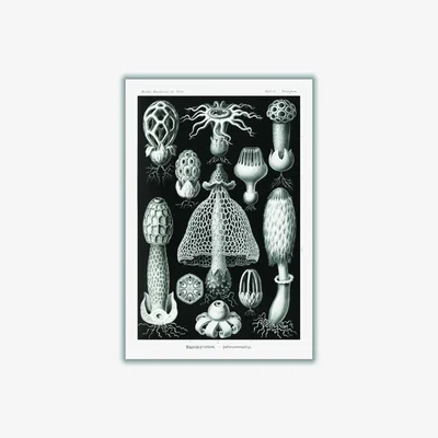 Wolf & Badger Grey Basimycetes-Schwammpilze By Ernst Haeckel A4 210 X 297Mm Stanley Print House