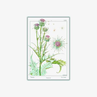 Wolf & Badger Green Chardon Thistle Print By Maurice Pillard Verneuil Large Stanley Print House