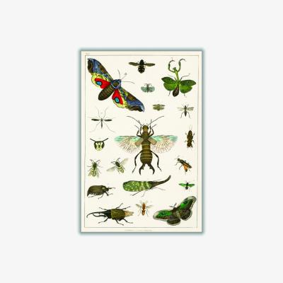 Wolf & Badger Various Insects A4 210 X 297Mm Stanley Print House