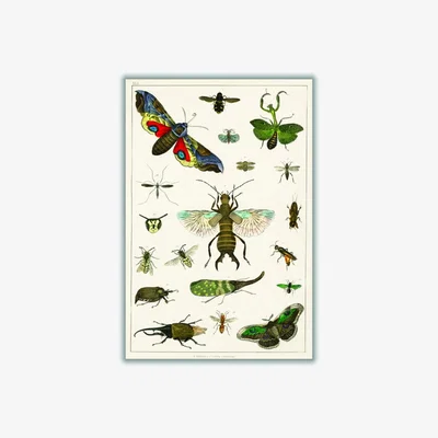 Wolf & Badger Various Insects A4 210 X 297Mm Stanley Print House