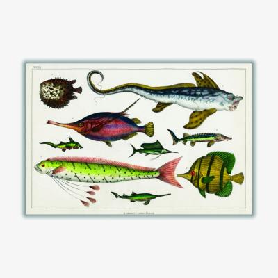 Wolf & Badger Collection Of Fishes Extra Large Stanley Print House
