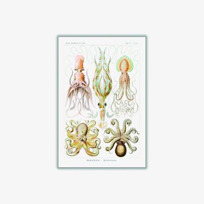 Wolf & Badger Yellow / Orange Gamochonia-Trichterkraken By Ernst Haeckel A4 210 X 297Mm Stanley Print House