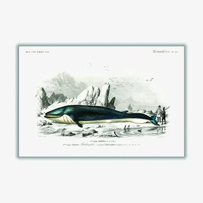 Wolf & Badger Black Balaenoptera Rorqual A1 594 X 841Mm Stanley Print House