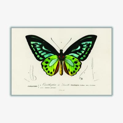 Wolf & Badger Green Birdwing A2 420 X 594Mm Stanley Print House
