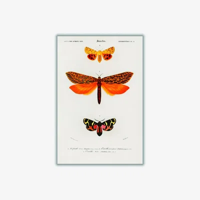 Wolf & Badger Yellow / Orange Natural History - Different Types Of Moths 1 Large Stanley Print House