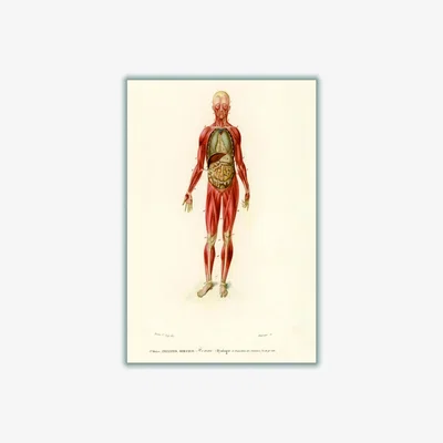 Wolf & Badger Red Human Body Large Stanley Print House
