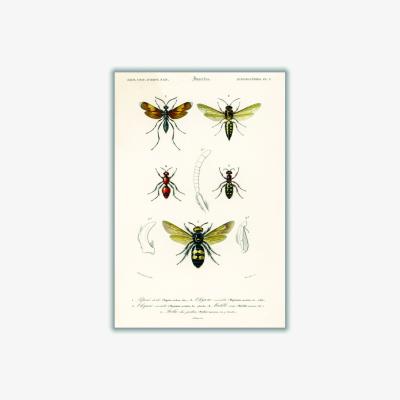 Wolf & Badger Neutrals Natural History - Different Types Of Insects 4 Medium Stanley Print House