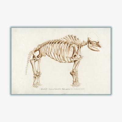 Wolf & Badger Gold Mammoth Skeleton A1 594 X 841Mm Stanley Print House