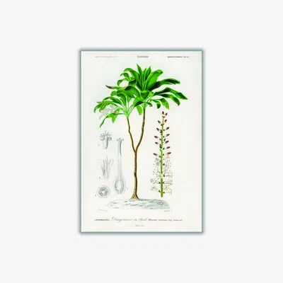 Wolf & Badger Green Dracaena Brasiliensis Print A4 210 X 297Mm Stanley Print House