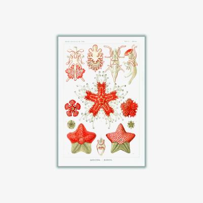 Wolf & Badger Yellow / Orange Asteridea-Seesterne By Ernst Haeckel A4 210 X 297Mm Stanley Print House