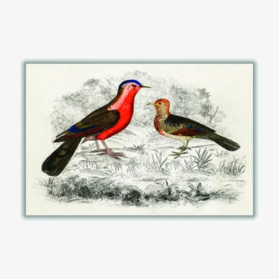 Wolf & Badger Yellow / Orange Hand Drawn Sketch Of Birds A2 420 X 594Mm Stanley Print House