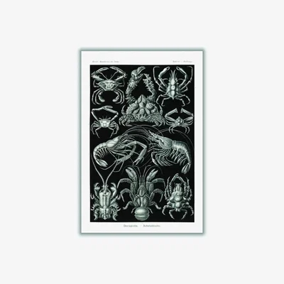 Wolf & Badger Black Decapoda-Behnfukkreble By Ernst Haeckel A2 420 X 594Mm Stanley Print House