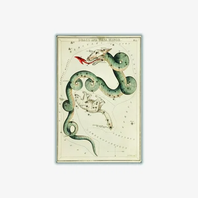 Wolf & Badger Green Astronomical Chart Illustration Of The Draco & The Ursa Minor Medium Stanley Print House