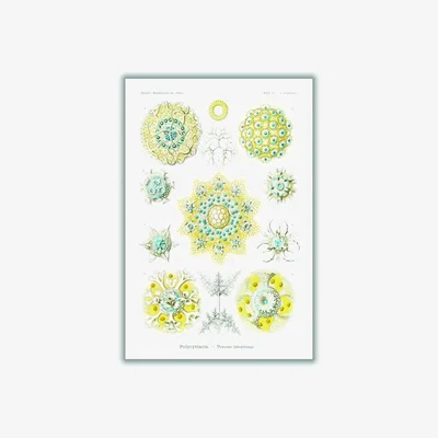Wolf & Badger Yellow / Orange Polycyttaria-Vereins-Strahlinge By Ernst Haeckel A3 297 X 420Mm Stanley Print House