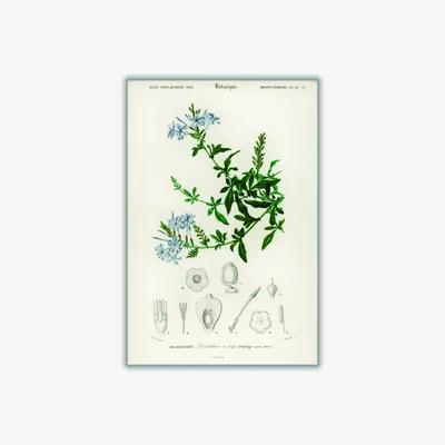 Wolf & Badger Green Plumbago Capensis Small Stanley Print House