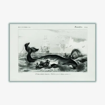 Wolf & Badger Black Bowhead Whale Extra Large Stanley Print House