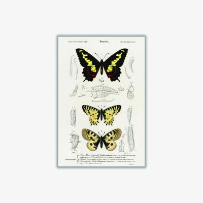Wolf & Badger Natural History Different Types Of Butterfly 2 Extra Large Stanley Print House