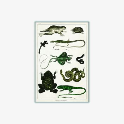 Wolf & Badger Black Collection Of Reptiles Print Large Stanley Print House