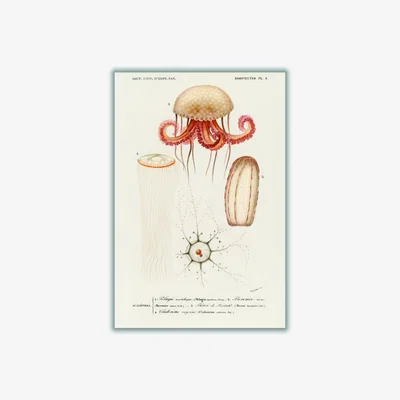 Wolf & Badger Yellow / Orange Natural History - Different Types Of Marine Life 2 A1 594 X 841Mm Stanley Print House