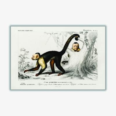 Wolf & Badger Brown White-Headed Capuchin Small Stanley Print House